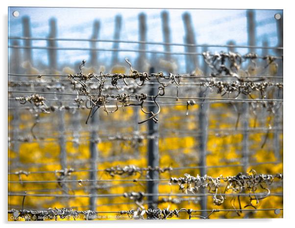 Selective focus shot of barbed wires Acrylic by Ingo Menhard