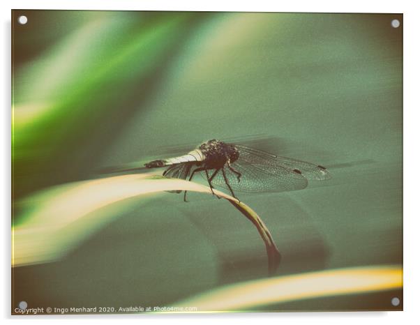 Dragonfly Acrylic by Ingo Menhard