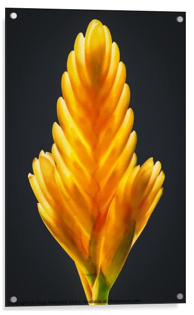Feather Acrylic by Ingo Menhard