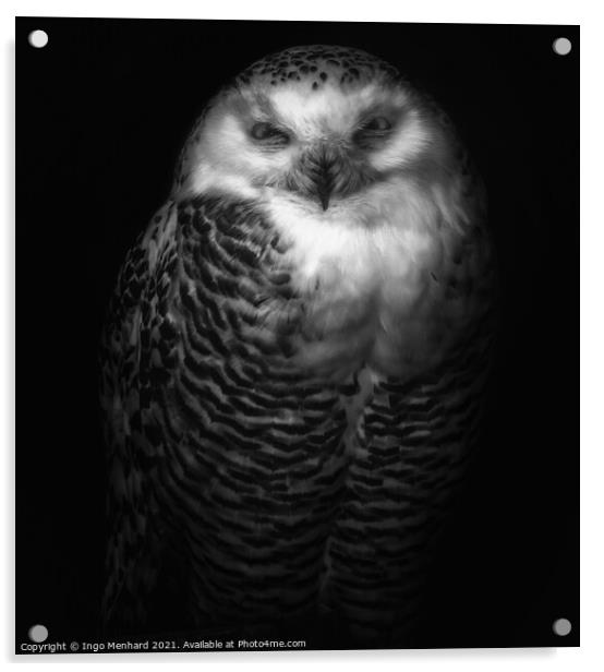 Silvy the owl Acrylic by Ingo Menhard