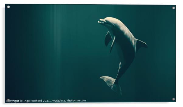 Happy dolphin Acrylic by Ingo Menhard