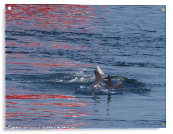 Dolphin on the river Clyde Acrylic by John Rae