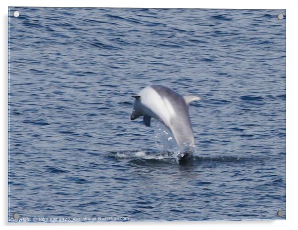 Dolphin on the river Clyde Acrylic by John Rae