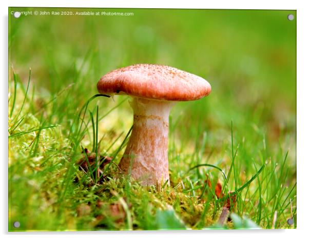 Mushroom Acrylic by John Rae