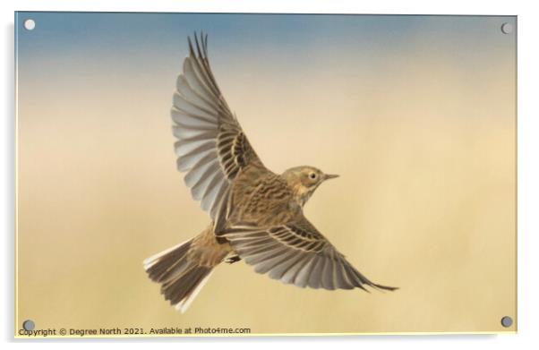 bird in flight Acrylic by Degree North