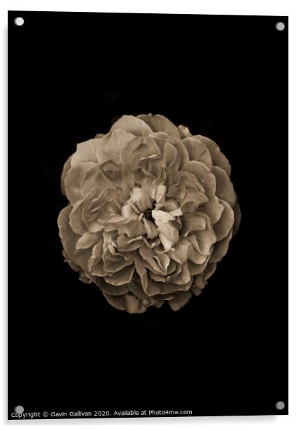 Beautiful Imperfection (Rose) Acrylic by Gavin Gallivan