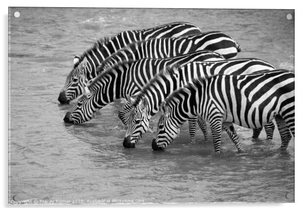 Thirsty Zebras! Acrylic by Tracey Turner