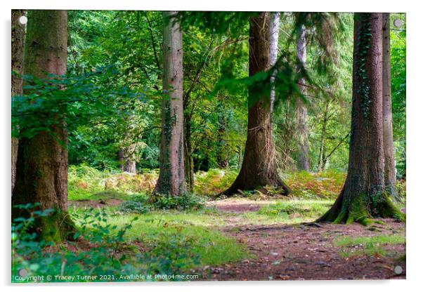Woodland Walks in the Forest of Dean Acrylic by Tracey Turner