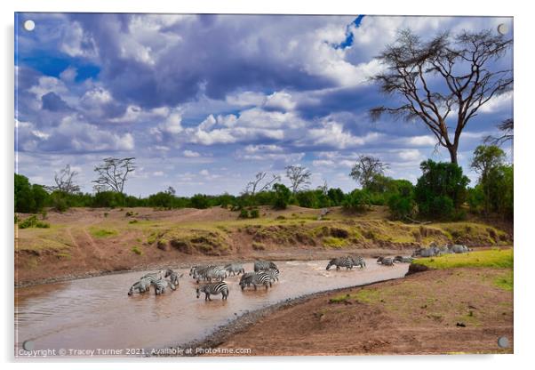 Zebra Crossing - Pausing for a drink in Kenya Acrylic by Tracey Turner