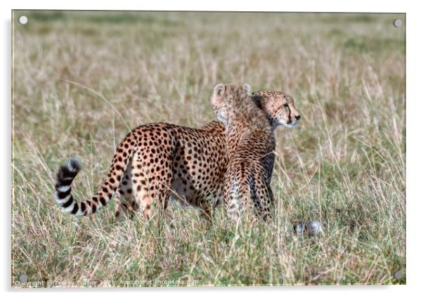 'Cheetah Hugs' - Mother and Son in the Maasai Mara Acrylic by Tracey Turner