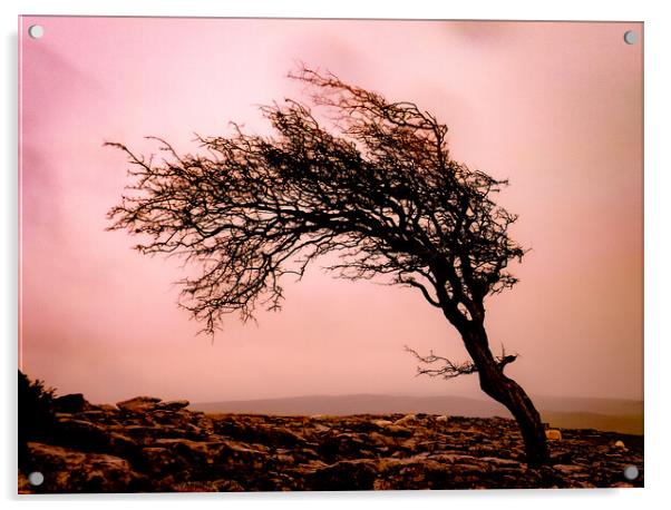 Lone Hawthorn Acrylic by Jim Day