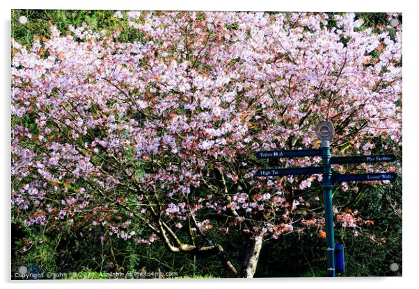 Cherry Blossom. Acrylic by john hill