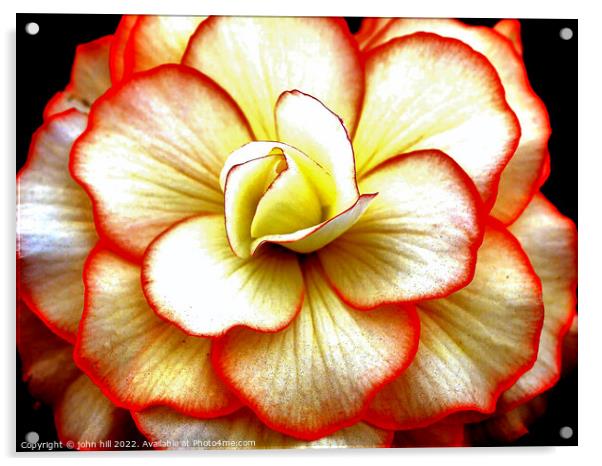Begonia  close-up. Acrylic by john hill