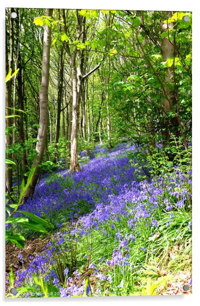 Bluebell woodland Acrylic by john hill