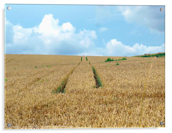 Tractor tracks in Wheatfield. Acrylic by john hill