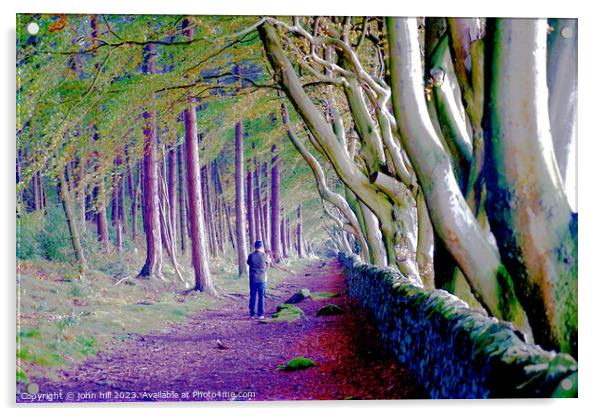 Majestic Avenue of Beech Trees Acrylic by john hill