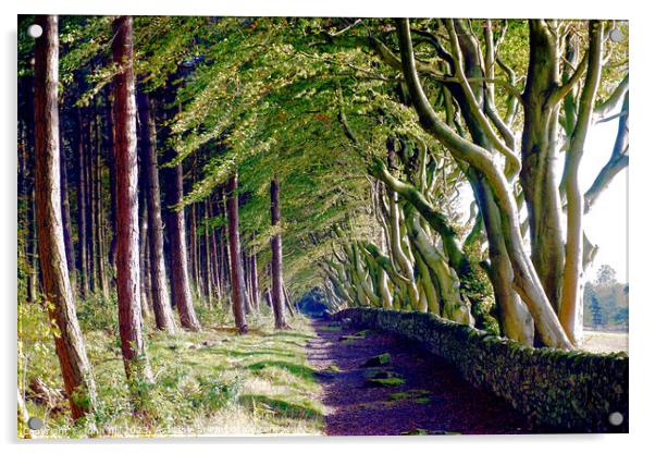 The Crooked Beech Avenue Acrylic by john hill