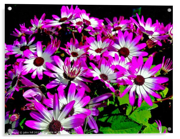 Bycolor Senetti flowers. Acrylic by john hill