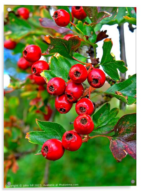 Hawthorne berries. Acrylic by john hill