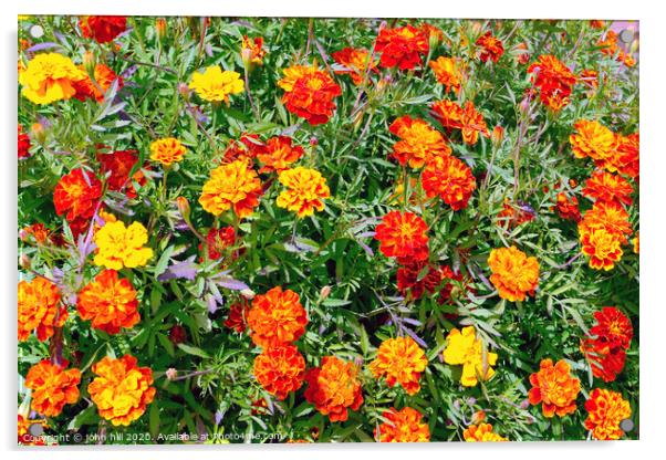 Marigold Tagetes patula flowers Acrylic by john hill