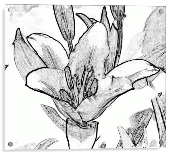 Digital black and white drawing of a Lily. Acrylic by john hill