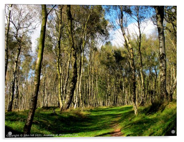 Birch woodland. Acrylic by john hill