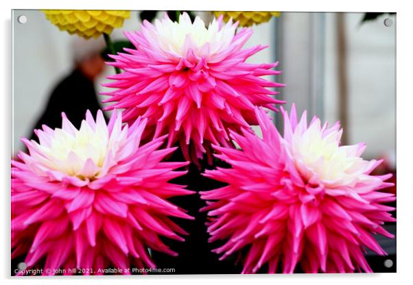 Three pink and white Dahlia flower heads. Acrylic by john hill