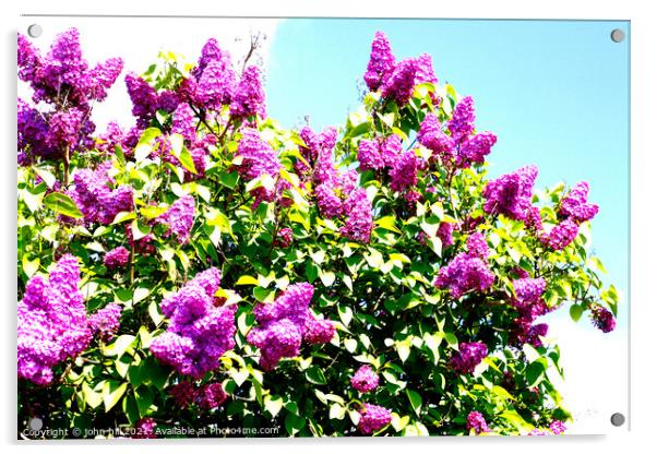 Syringa vulgaris (Common Lilac) flowers Acrylic by john hill