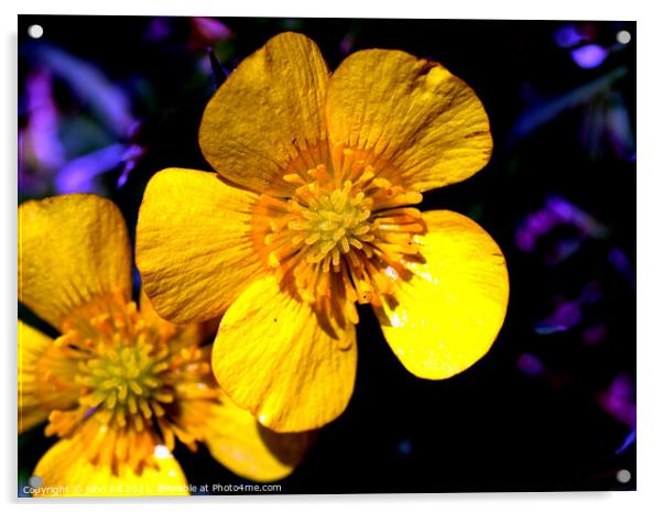 Wild flower (Buttercup) Acrylic by john hill