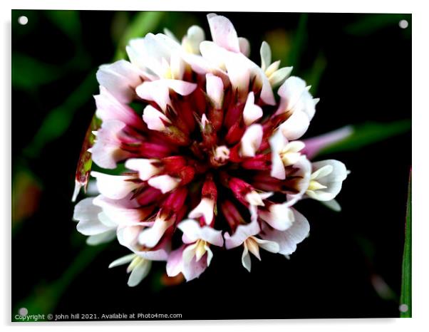Wild flower (clover) Acrylic by john hill