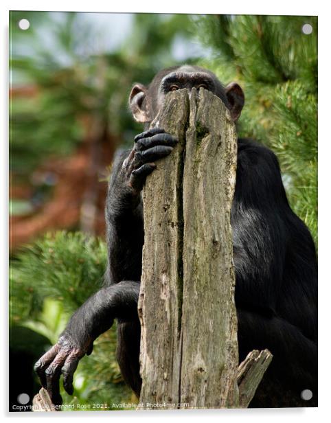 Chimpanzee hidding Acrylic by Bernard Rose Photography