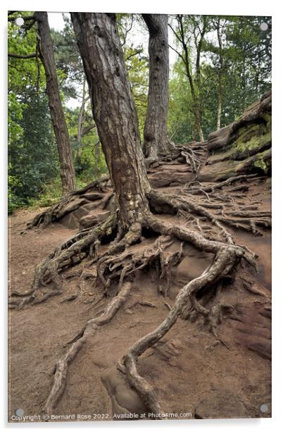 Tree and Root Royden Park Acrylic by Bernard Rose Photography