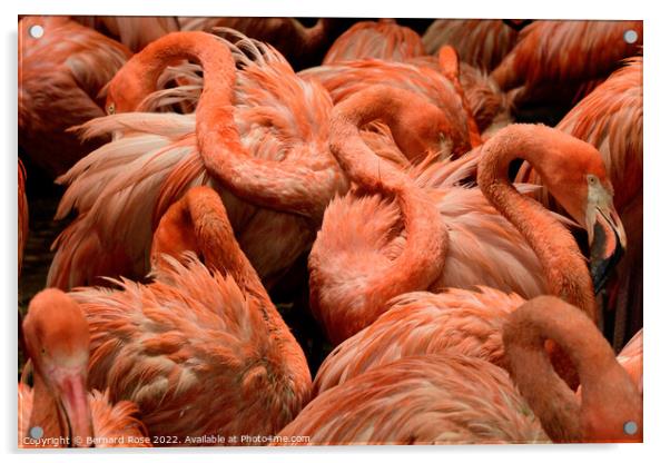 Pink Flamingos Acrylic by Bernard Rose Photography