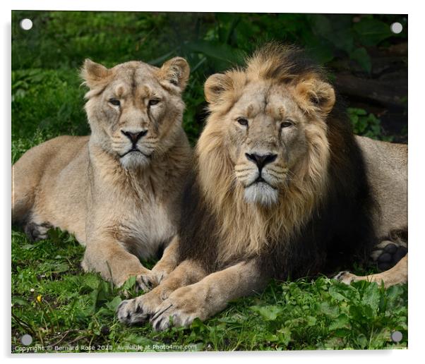 Asiatic Lions at Chester Zoo Acrylic by Bernard Rose Photography