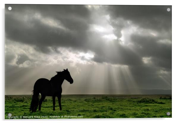 Black Horse on Neston Marsh - Colour Acrylic by Bernard Rose Photography
