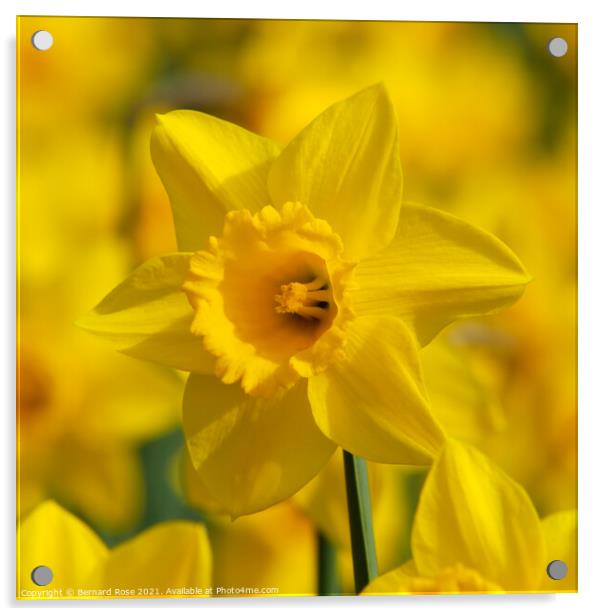 Daffodil Macro Acrylic by Bernard Rose Photography