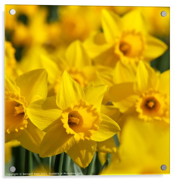 Daffodils Acrylic by Bernard Rose Photography