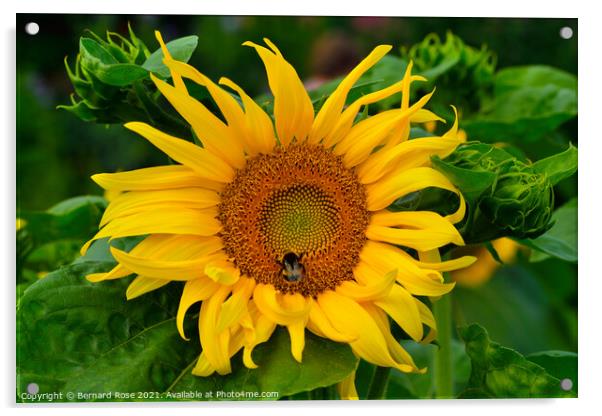 Sunflower and Bee Acrylic by Bernard Rose Photography