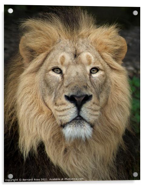 Asiatic Lion Acrylic by Bernard Rose Photography