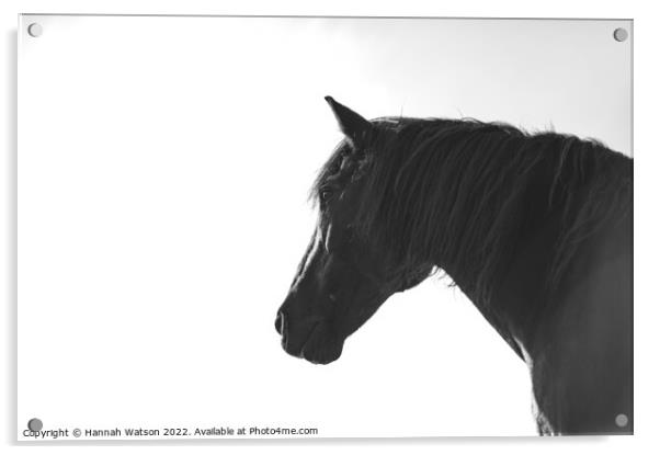 Horse Mono Portrait 2 Acrylic by Hannah Watson