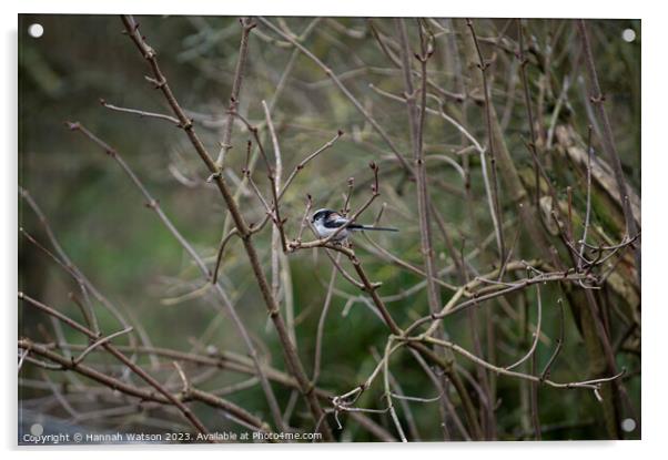 Long Tailed Tit Acrylic by Hannah Watson