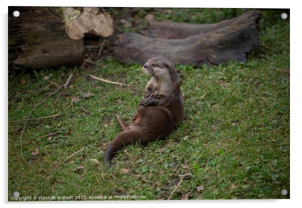 Otter I Acrylic by Hannah Watson