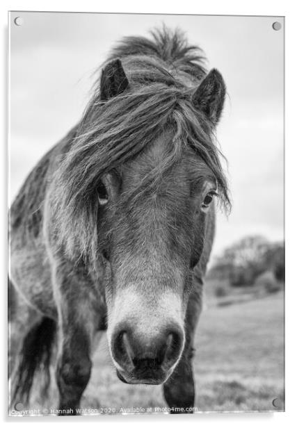 Exmoor Pony 1 Acrylic by Hannah Watson
