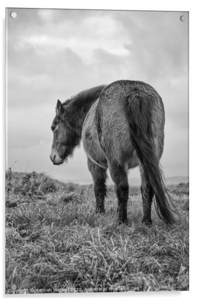 Exmoor Pony 2 Acrylic by Hannah Watson