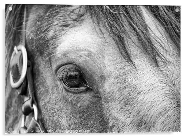 Shire Horse Eye Acrylic by Hannah Watson