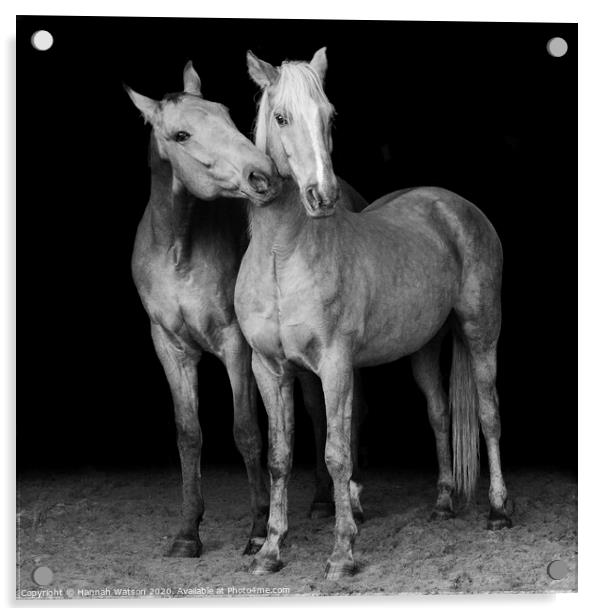 Horses Portrait Acrylic by Hannah Watson