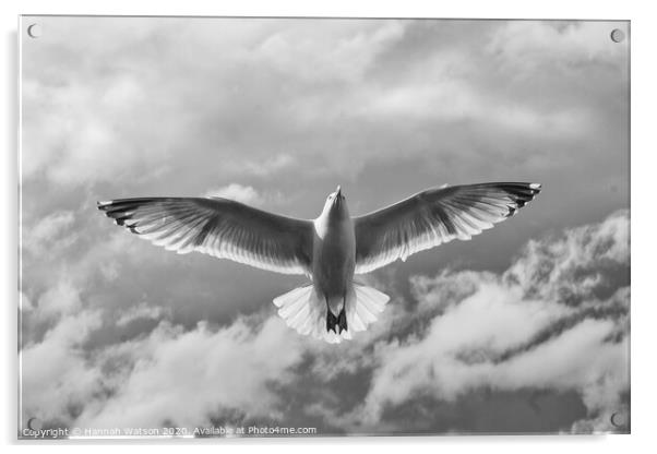 Seagull 3 Acrylic by Hannah Watson