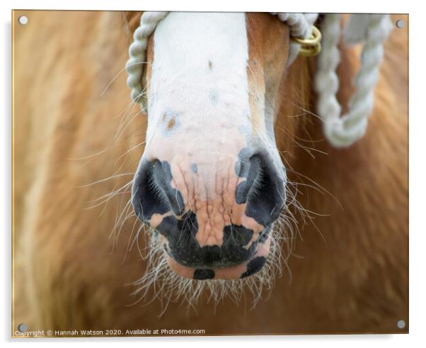 Clydesdale Foal Nose Acrylic by Hannah Watson