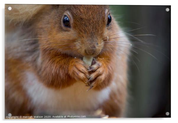 Red Squirrel 3 Acrylic by Hannah Watson