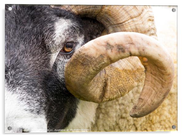 Curly Horned Sheep Acrylic by Hannah Watson